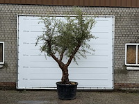 Olijfboom piel joven xl - olea europaea - ca. 60 jaar oud - hoogte ca. 270 cm - afbeelding 2 van  6