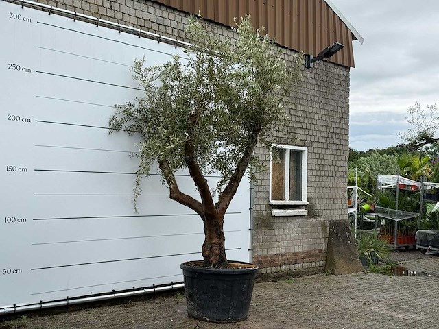 Olijfboom piel joven xl - olea europaea - ca. 60 jaar oud - hoogte ca. 270 cm - afbeelding 3 van  6