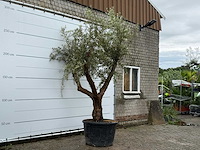 Olijfboom piel joven xl - olea europaea - ca. 60 jaar oud - hoogte ca. 270 cm - afbeelding 3 van  6