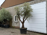Olijfboom piel joven xl - olea europaea - ca. 60 jaar oud - hoogte ca. 270 cm - afbeelding 4 van  6