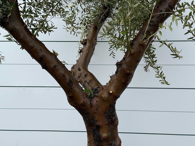 Olijfboom piel joven xl - olea europaea - ca. 60 jaar oud - hoogte ca. 270 cm - afbeelding 5 van  6