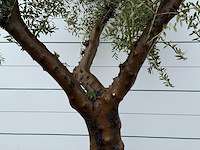 Olijfboom piel joven xl - olea europaea - ca. 60 jaar oud - hoogte ca. 270 cm - afbeelding 5 van  6