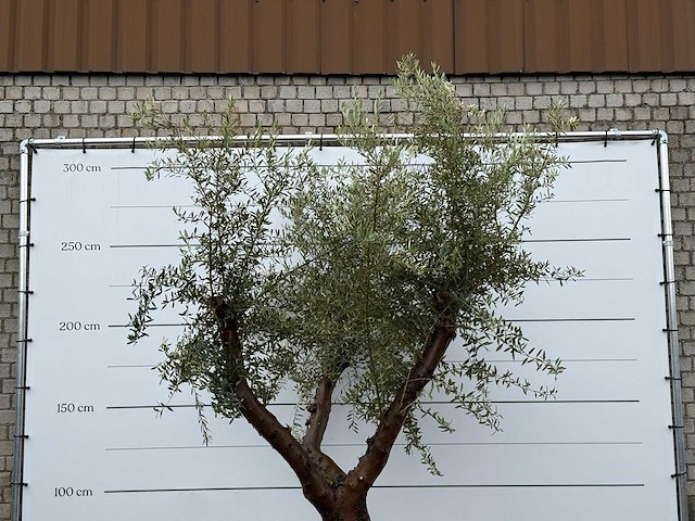 Olijfboom piel joven xl - olea europaea - ca. 60 jaar oud - hoogte ca. 270 cm - afbeelding 6 van  6