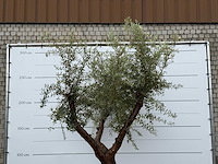 Olijfboom piel joven xl - olea europaea - ca. 60 jaar oud - hoogte ca. 270 cm - afbeelding 6 van  6