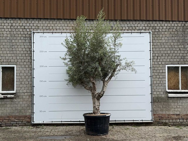 Olijfboom piel joven xl - olea europaea - ca. 60 jaar oud - hoogte ca. 280 cm - afbeelding 1 van  4