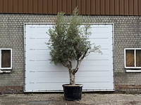 Olijfboom piel joven xl - olea europaea - ca. 60 jaar oud - hoogte ca. 280 cm - afbeelding 1 van  4