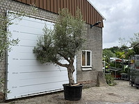 Olijfboom piel joven xl - olea europaea - ca. 60 jaar oud - hoogte ca. 280 cm - afbeelding 2 van  4