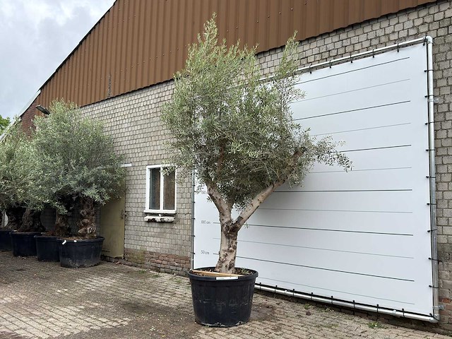 Olijfboom piel joven xl - olea europaea - ca. 60 jaar oud - hoogte ca. 280 cm - afbeelding 3 van  4