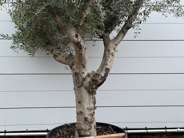 Olijfboom piel joven xl - olea europaea - ca. 60 jaar oud - hoogte ca. 280 cm - afbeelding 4 van  4