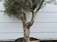 Olijfboom piel joven xl - olea europaea - ca. 60 jaar oud - hoogte ca. 280 cm - afbeelding 4 van  4