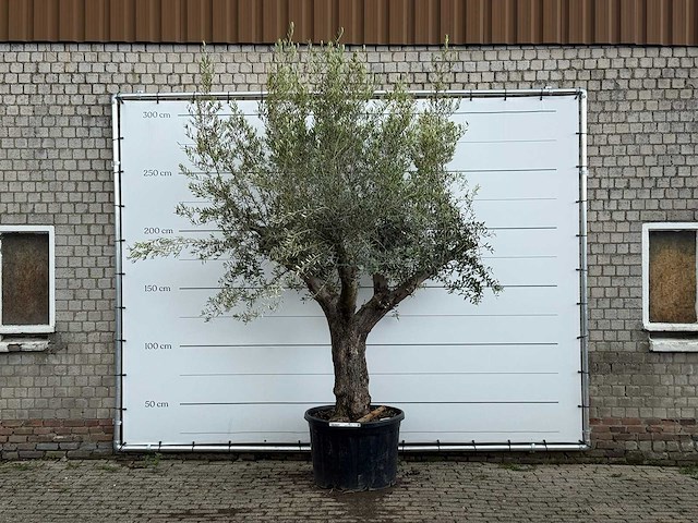 Olijfboom piel joven xl - olea europaea - ca. 60 jaar oud - hoogte ca. 280 cm - afbeelding 1 van  6
