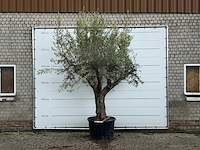 Olijfboom piel joven xl - olea europaea - ca. 60 jaar oud - hoogte ca. 280 cm - afbeelding 1 van  6