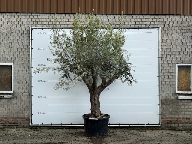 Olijfboom piel joven xl - olea europaea - ca. 60 jaar oud - hoogte ca. 280 cm - afbeelding 2 van  6
