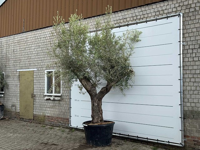 Olijfboom piel joven xl - olea europaea - ca. 60 jaar oud - hoogte ca. 280 cm - afbeelding 3 van  6