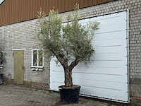 Olijfboom piel joven xl - olea europaea - ca. 60 jaar oud - hoogte ca. 280 cm - afbeelding 3 van  6