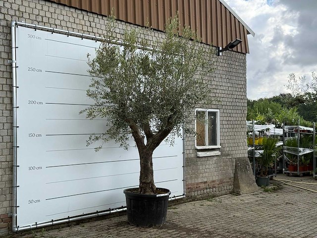 Olijfboom piel joven xl - olea europaea - ca. 60 jaar oud - hoogte ca. 280 cm - afbeelding 4 van  6