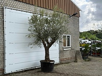 Olijfboom piel joven xl - olea europaea - ca. 60 jaar oud - hoogte ca. 280 cm - afbeelding 4 van  6