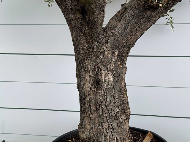 Olijfboom piel joven xl - olea europaea - ca. 60 jaar oud - hoogte ca. 280 cm - afbeelding 5 van  6