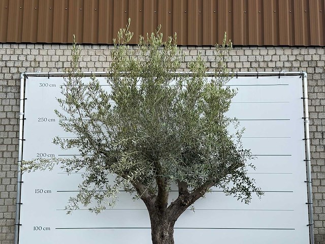 Olijfboom piel joven xl - olea europaea - ca. 60 jaar oud - hoogte ca. 280 cm - afbeelding 6 van  6