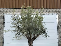 Olijfboom piel joven xl - olea europaea - ca. 60 jaar oud - hoogte ca. 280 cm - afbeelding 6 van  6