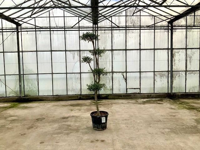 Olijfboom pom pom (olea europaea lessini) - afbeelding 1 van  1