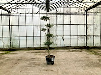 Olijfboom pom pom (olea europaea lessini) - afbeelding 1 van  1