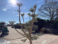 Olijfboom pompom - olea europaea - 50 jaar oud - hoogte ca. 250 cm - afbeelding 2 van  9