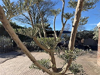 Olijfboom pompom - olea europaea - 50 jaar oud - hoogte ca. 250 cm - afbeelding 3 van  9