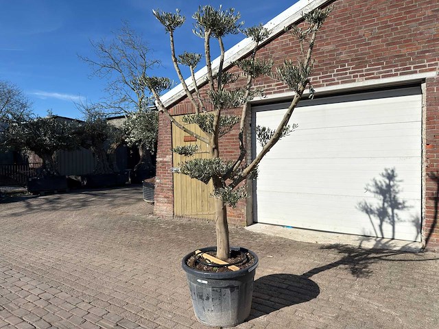 Olijfboom pompom - olea europaea - 50 jaar oud - hoogte ca. 250 cm - afbeelding 4 van  9