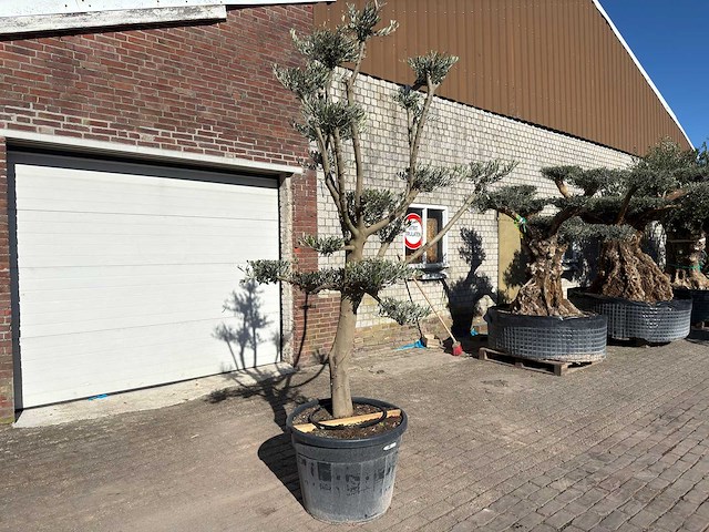 Olijfboom pompom - olea europaea - 50 jaar oud - hoogte ca. 250 cm - afbeelding 5 van  9
