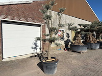 Olijfboom pompom - olea europaea - 50 jaar oud - hoogte ca. 250 cm - afbeelding 5 van  9