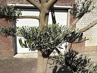 Olijfboom pompom - olea europaea - 50 jaar oud - hoogte ca. 250 cm - afbeelding 7 van  9