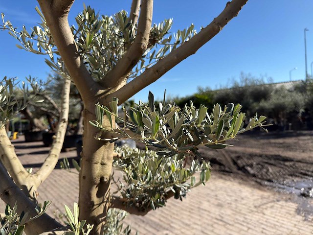 Olijfboom pompom - olea europaea - 50 jaar oud - hoogte ca. 250 cm - afbeelding 8 van  9