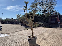 Olijfboom pompom - olea europaea - ca. 40 jaar oud - hoogte ca. 250 cm - afbeelding 5 van  9
