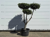 Olijfboom pompom - olea europaea - ca. 60 jaar oud - hoogte ca. 200 cm - afbeelding 1 van  11
