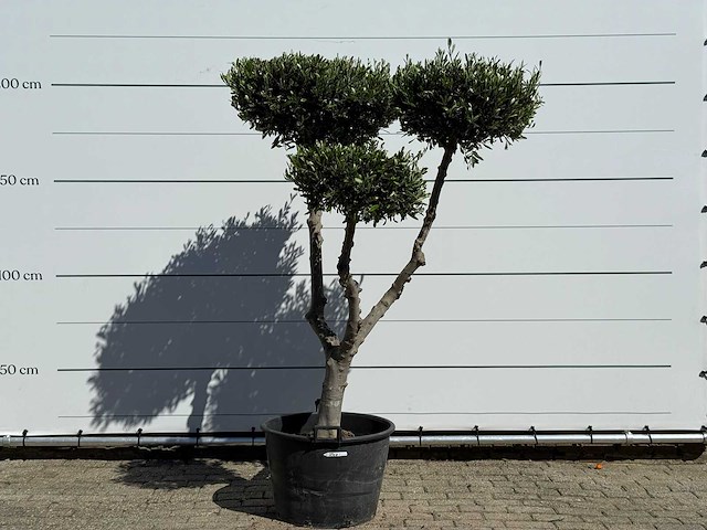Olijfboom pompom - olea europaea - ca. 60 jaar oud - hoogte ca. 200 cm - afbeelding 2 van  11