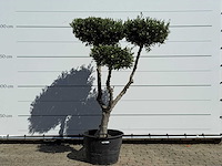 Olijfboom pompom - olea europaea - ca. 60 jaar oud - hoogte ca. 200 cm - afbeelding 2 van  11