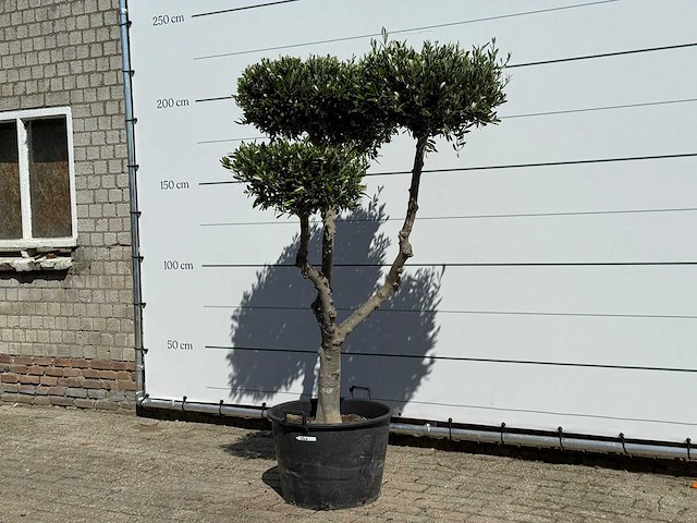 Olijfboom pompom - olea europaea - ca. 60 jaar oud - hoogte ca. 200 cm - afbeelding 3 van  11