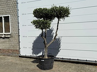 Olijfboom pompom - olea europaea - ca. 60 jaar oud - hoogte ca. 200 cm - afbeelding 3 van  11