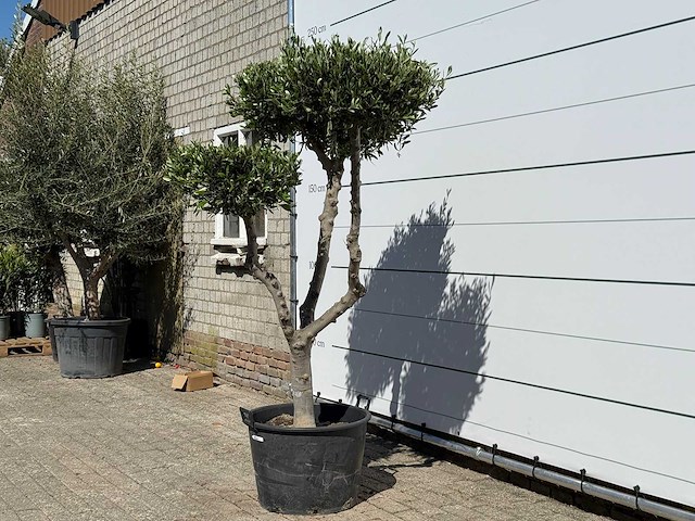 Olijfboom pompom - olea europaea - ca. 60 jaar oud - hoogte ca. 200 cm - afbeelding 4 van  11