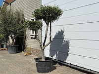 Olijfboom pompom - olea europaea - ca. 60 jaar oud - hoogte ca. 200 cm - afbeelding 4 van  11