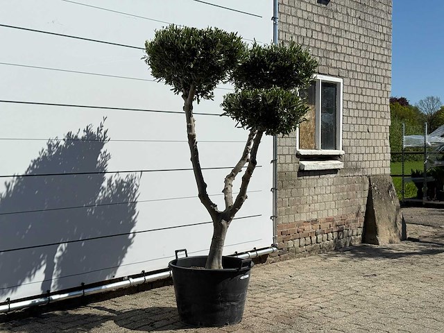 Olijfboom pompom - olea europaea - ca. 60 jaar oud - hoogte ca. 200 cm - afbeelding 6 van  11