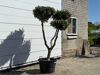 Olijfboom pompom - olea europaea - ca. 60 jaar oud - hoogte ca. 200 cm - afbeelding 6 van  11