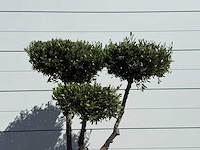 Olijfboom pompom - olea europaea - ca. 60 jaar oud - hoogte ca. 200 cm - afbeelding 9 van  11