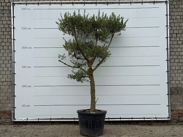 Olijfboom pompom - olea europaea - ca. 60 jaar oud - hoogte ca. 280 cm - afbeelding 1 van  3