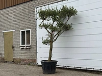 Olijfboom pompom - olea europaea - ca. 60 jaar oud - hoogte ca. 280 cm - afbeelding 2 van  3