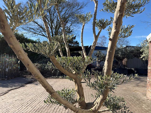 Olijfboom pompom - olea europaea - hoogte ca. 250 cm - afbeelding 2 van  10