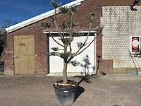 Olijfboom pompom - olea europaea - hoogte ca. 250 cm