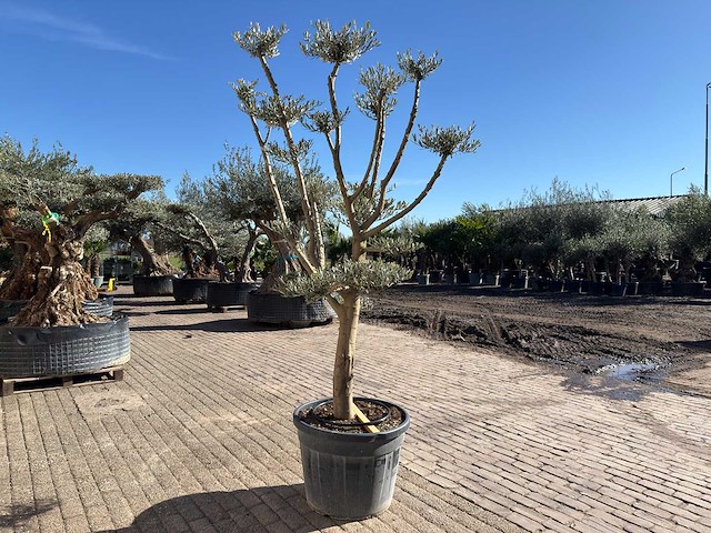 Olijfboom pompom - olea europaea - hoogte ca. 250 cm - afbeelding 5 van  10