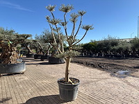 Olijfboom pompom - olea europaea - hoogte ca. 250 cm - afbeelding 5 van  10